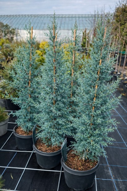 Cupressus arizonica Glauca купити